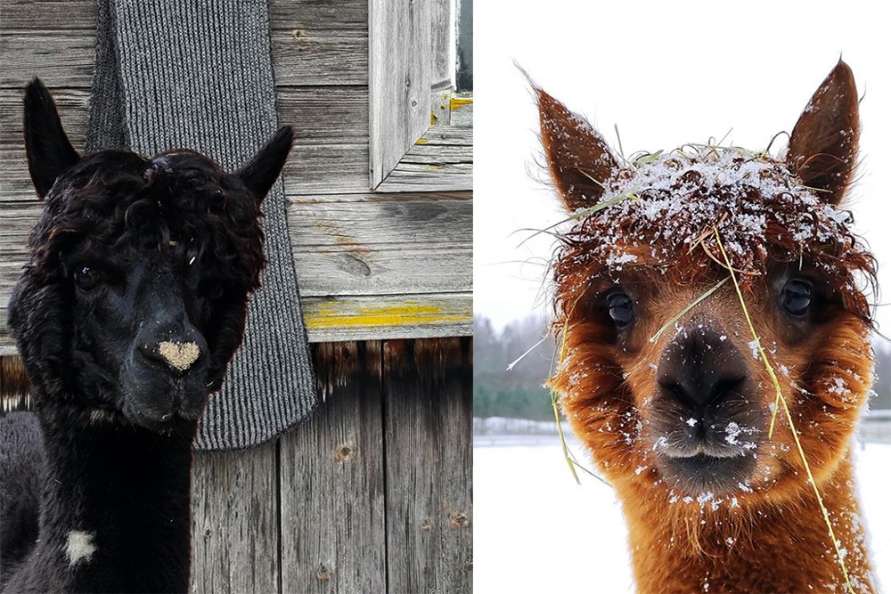 Питомник альпака "Alpaku sala"