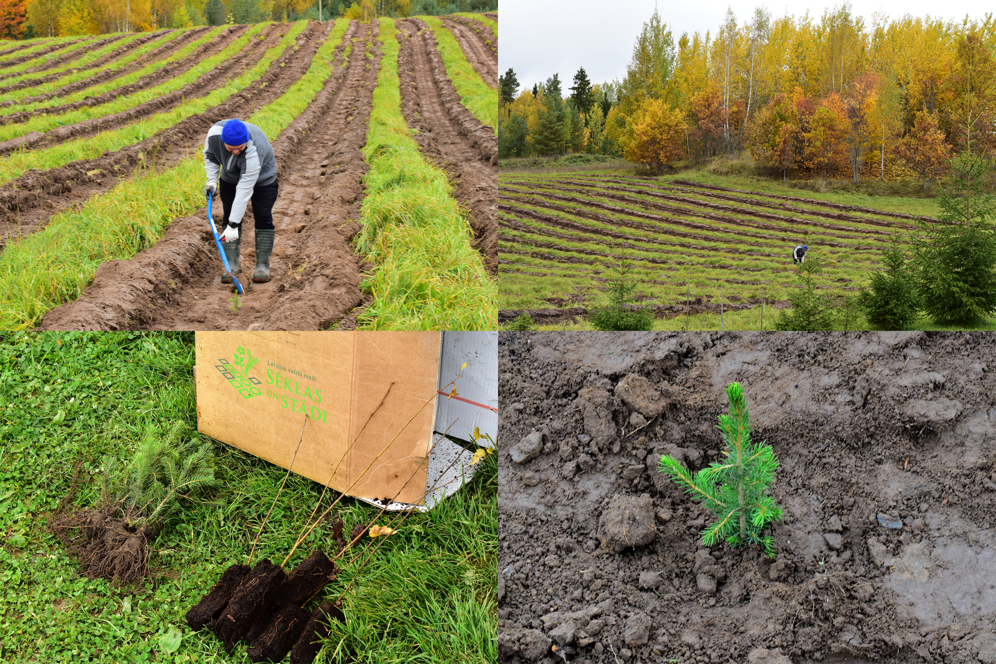Посадка частного леса в Латгалии
