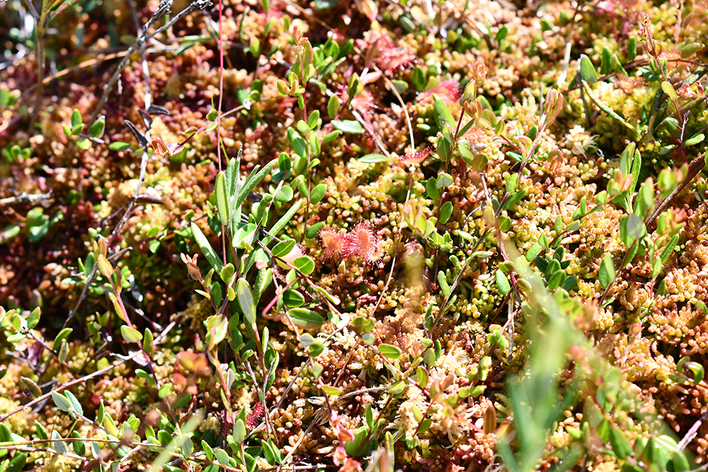 Болото Тейрумниеку (Teirumnieku purvs)