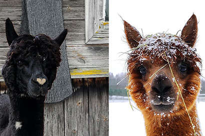 Питомник альпака "Alpaku sala"