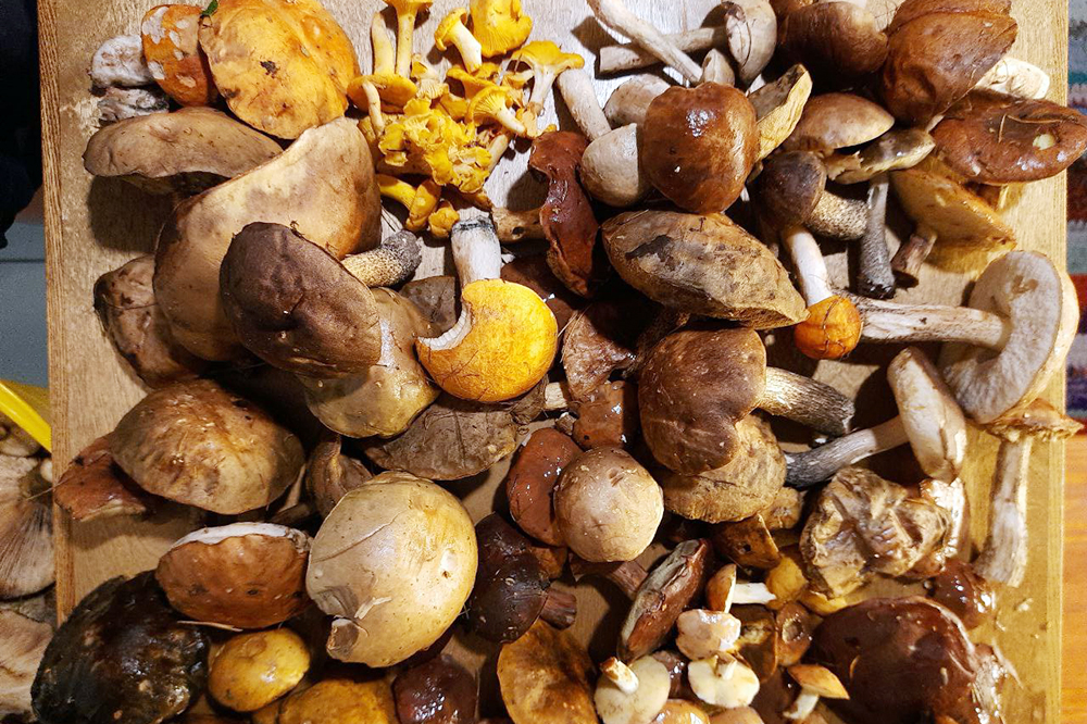 Грибная Латгалия